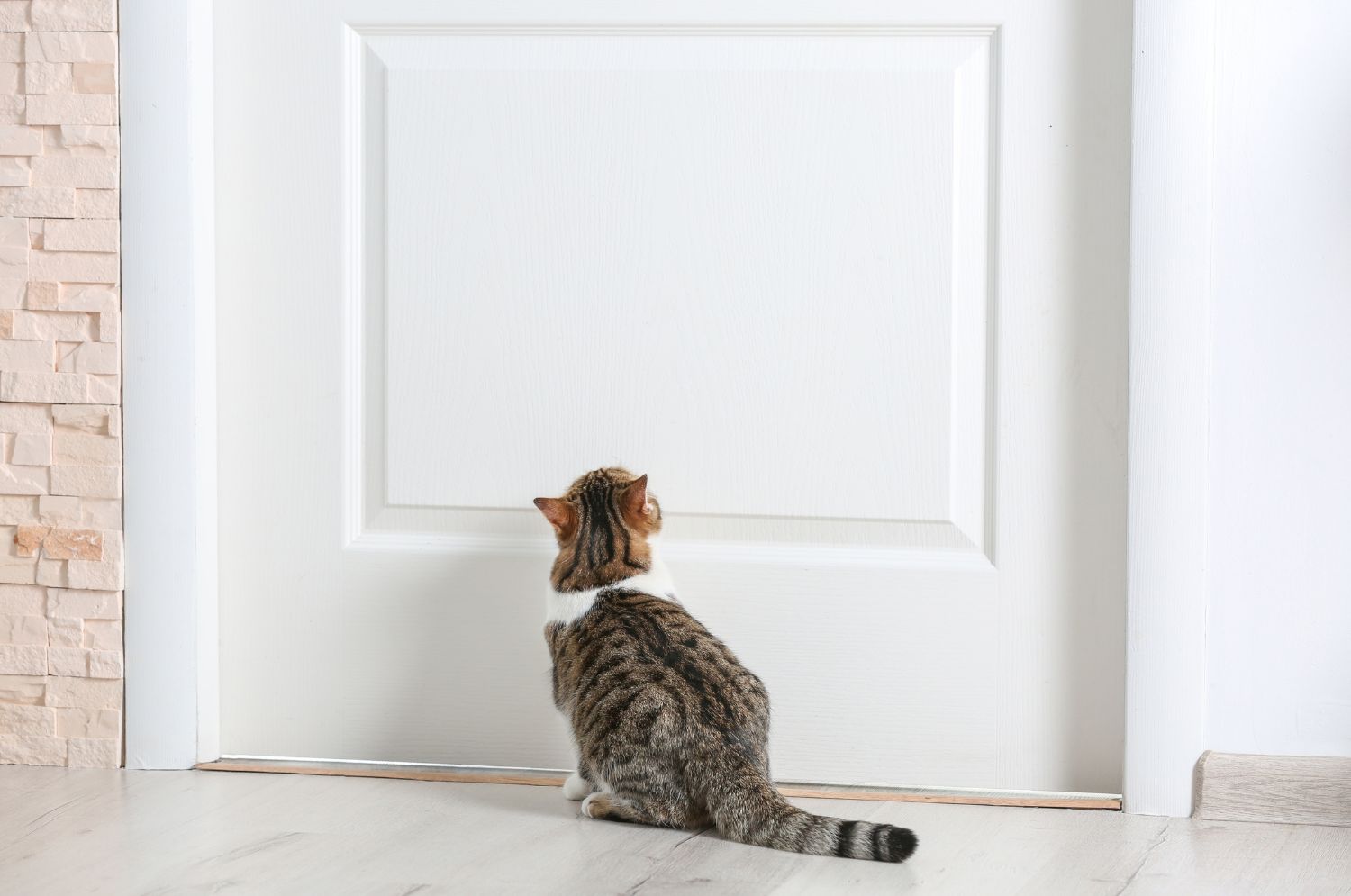A cat sits on the floor, eyeing a closed white interior door, perhaps dreaming of a future cat door installation.