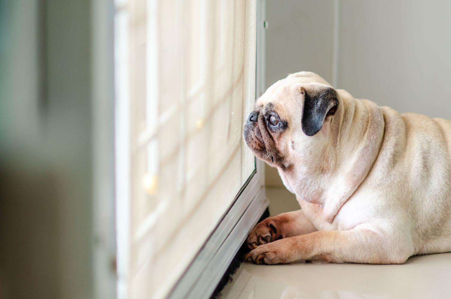 A pug lies on the floor, gazing attentively at the window blinds, occasionally glancing towards where a new dog door installation is set to take place.